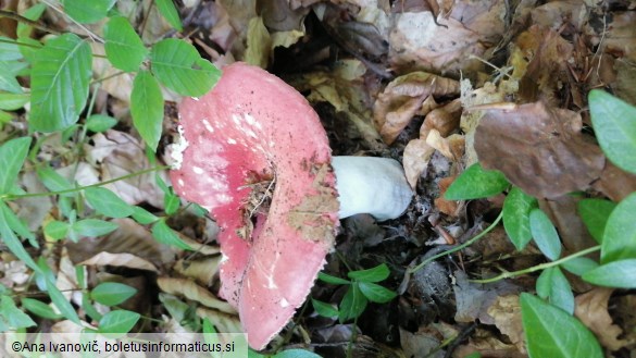 Russula lepida