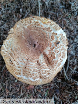 Agaricus augustus