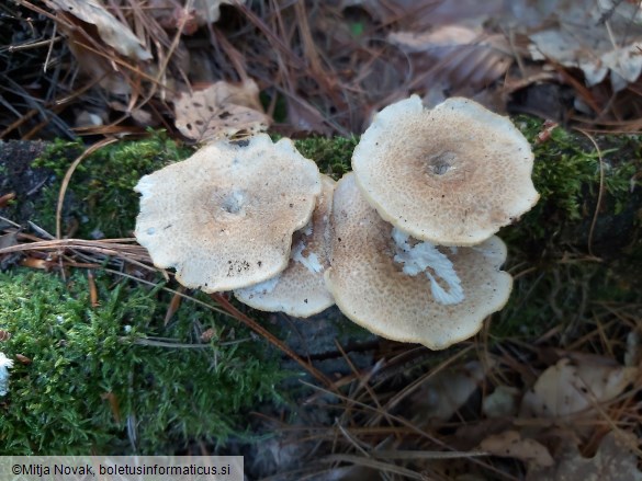 Lentinus arcularius