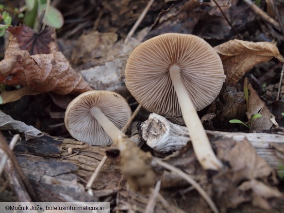 Psathyrella spadiceogrisea