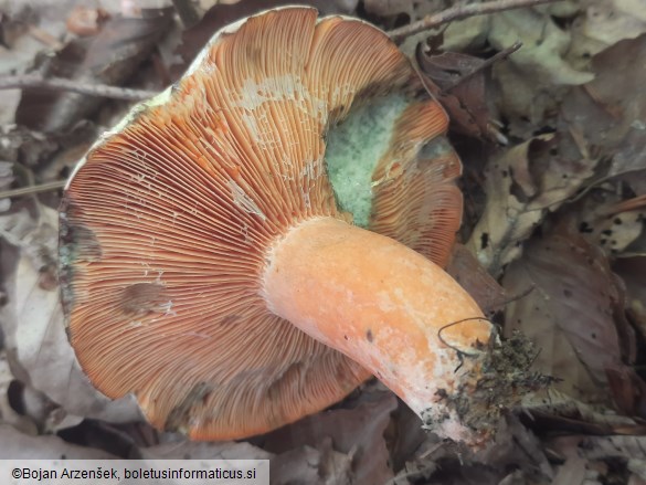 Lactarius deterrimus