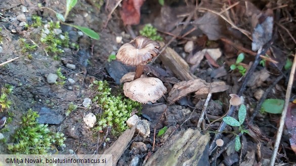 Omphalina pyxidata