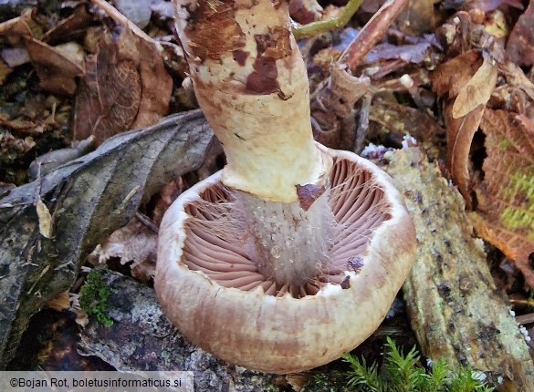 Cortinarius torvus