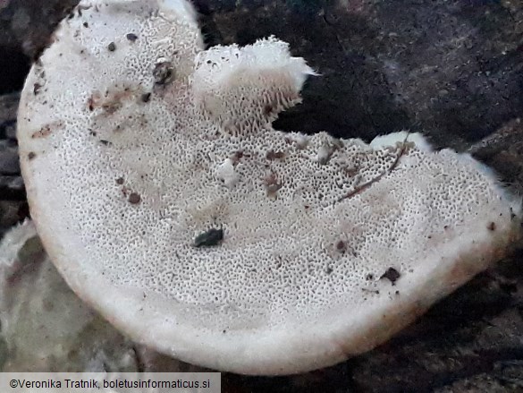 Trametes hirsuta