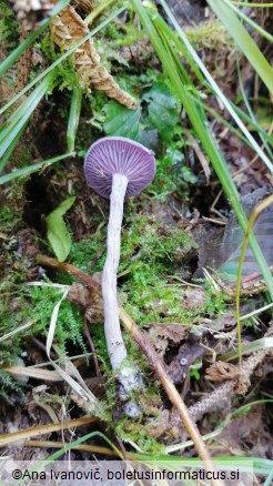 Laccaria amethystina