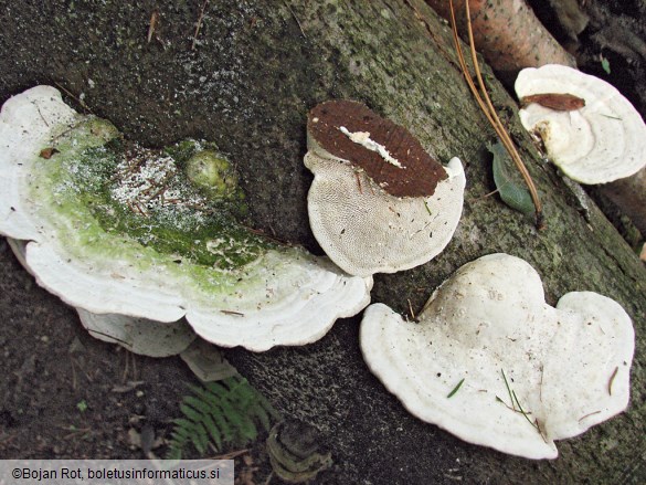 Trametes gibbosa