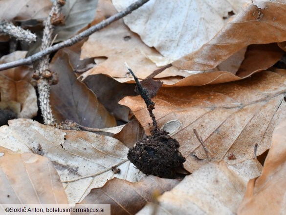 Xylaria carpophila