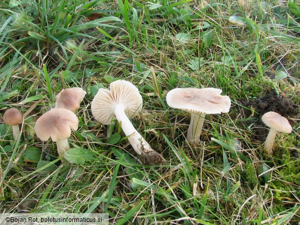 Hygrocybe colemanniana