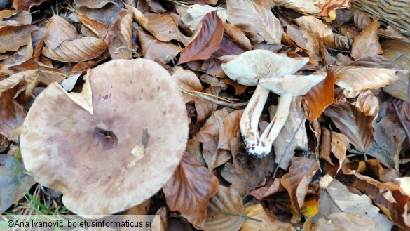 Tricholoma terreum