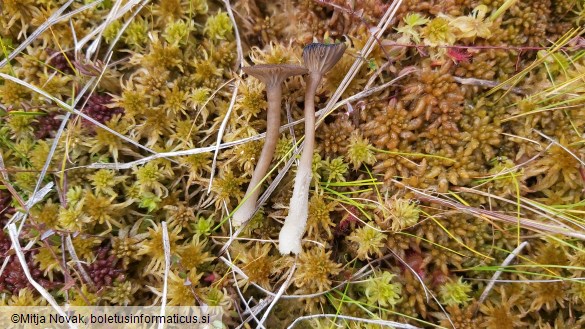 Arrhenia gerardiana