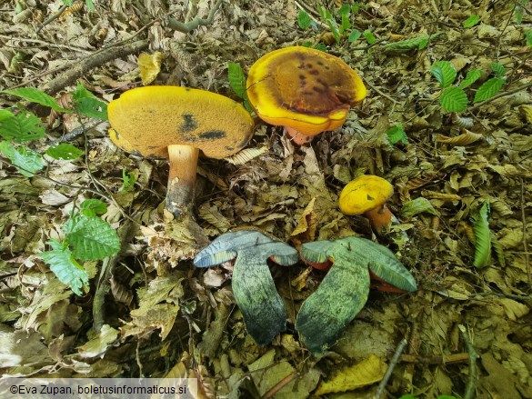 Neoboletus xanthopus