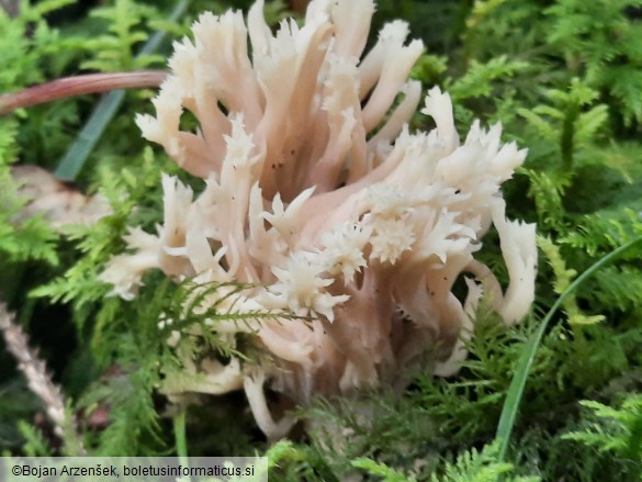 Clavulina coralloides