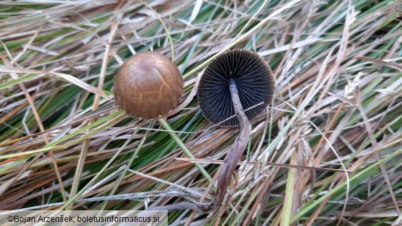 Panaeolus papilionaceus