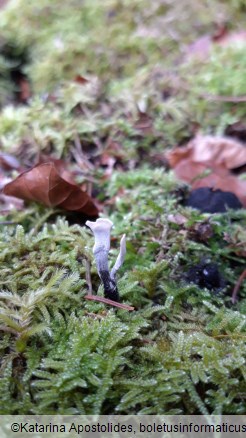 Xylaria hypoxylon