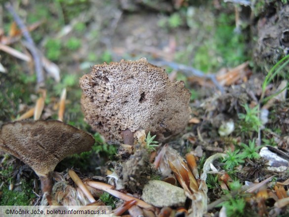 Coltricia cinnamomea