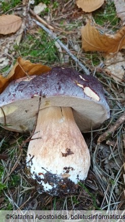 Boletus pinophilus