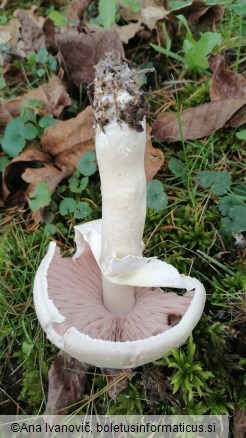 Agaricus campestris