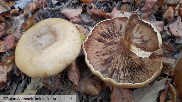Paxillus involutus