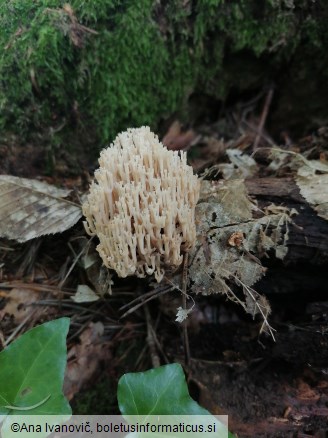 Artomyces pyxidatus