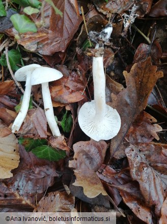 Hygrophorus eburneus