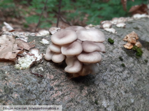 Pleurotus pulmonarius