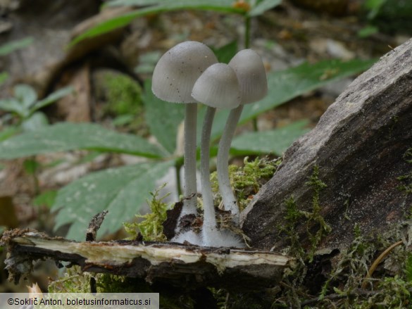 Mycena niveipes