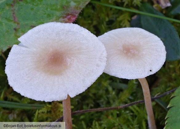 Collybia cookei