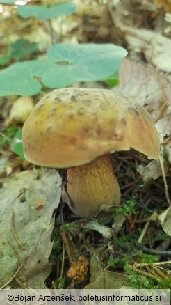 Suillellus luridus