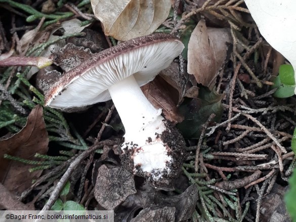 Leucoagaricus cupresseus