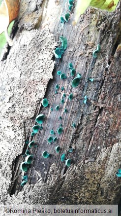 Chlorociboria aeruginascens