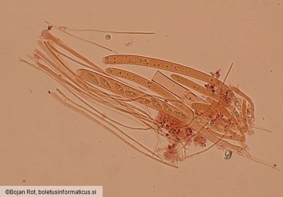 Lanzia luteovirescens