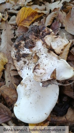 Fomitopsis betulina