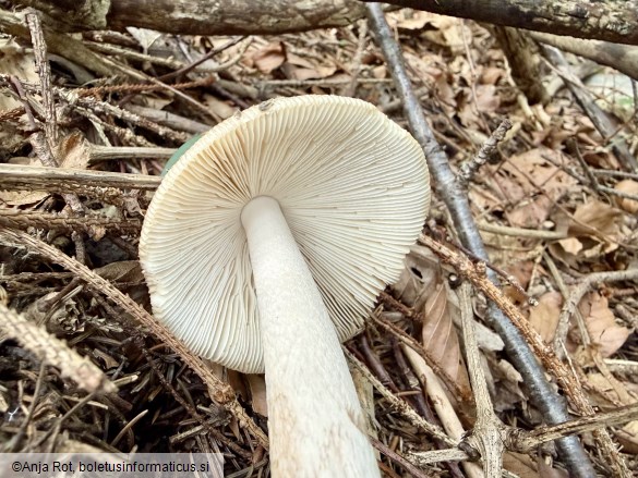 Amanita ceciliae