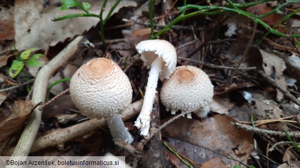 Lepiota clypeolaria