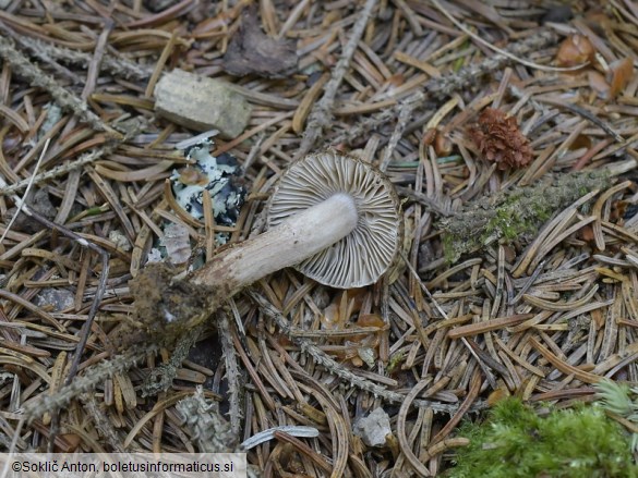 Inocybe subcarpta