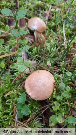 Suillus bovinus