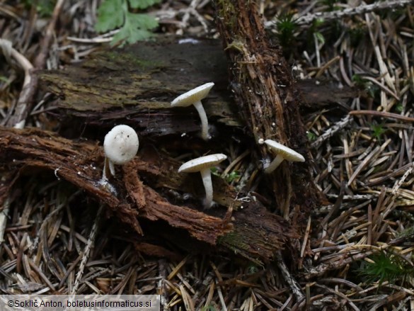 Pholiota scamba