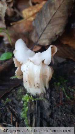 Helvella crispa