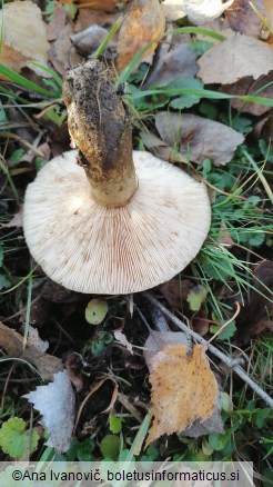 Lactarius turpis