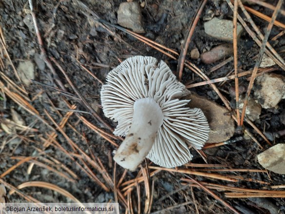 Tricholoma terreum