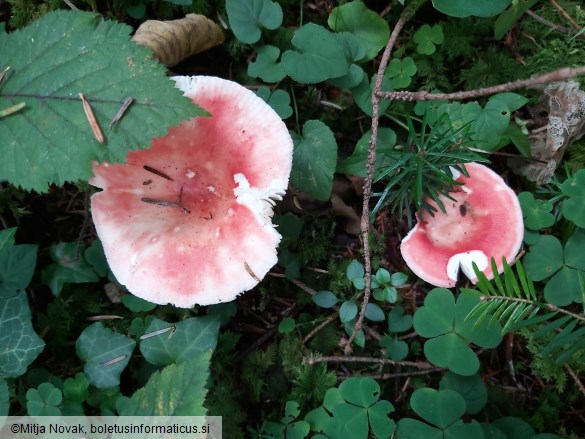 Russula aurora