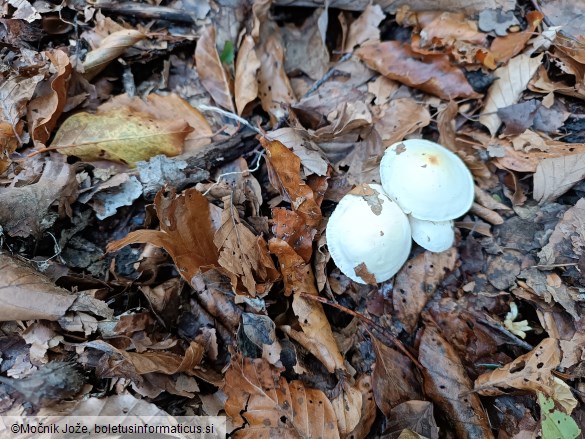 Hygrophorus discoxanthus