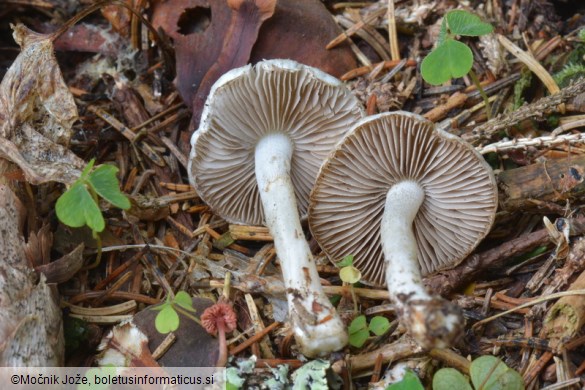 Inocybe geophylla