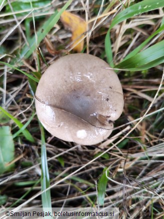 Hygrophorus agathosmus