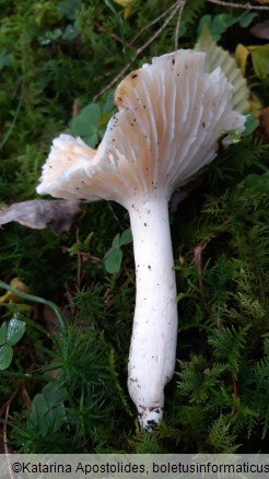 Hygrophorus nemoreus