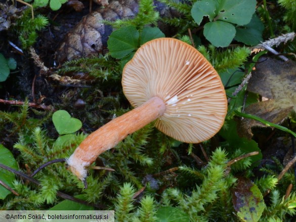 Lactarius aurantiacus