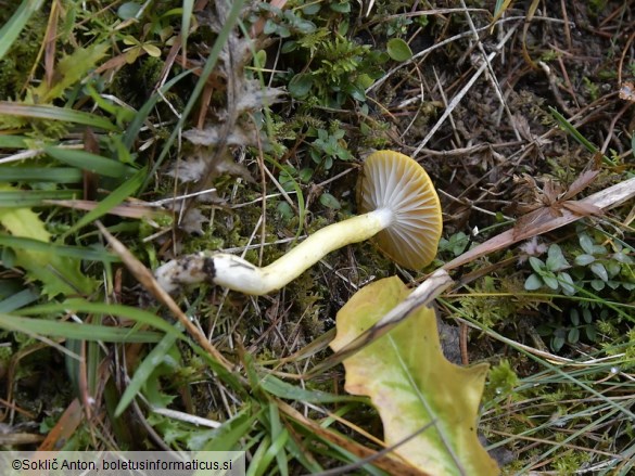 Hygrophorus speciosus