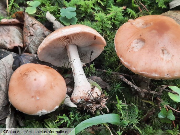 Leucocortinarius bulbiger