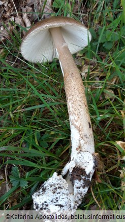 Amanita subalpina