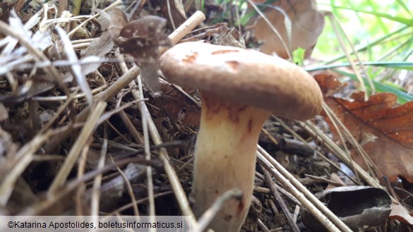 Paxillus involutus